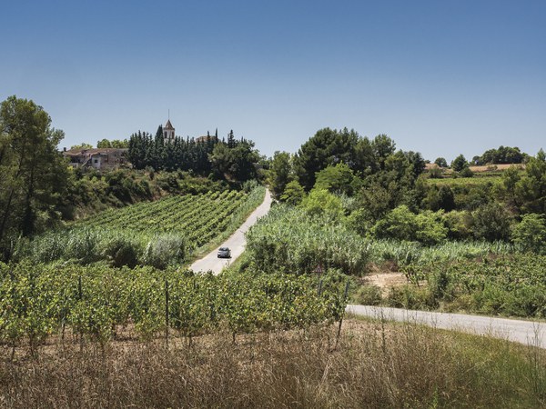 Vue de Poblet et des bois depuis les vignes du chemin de Milmanda